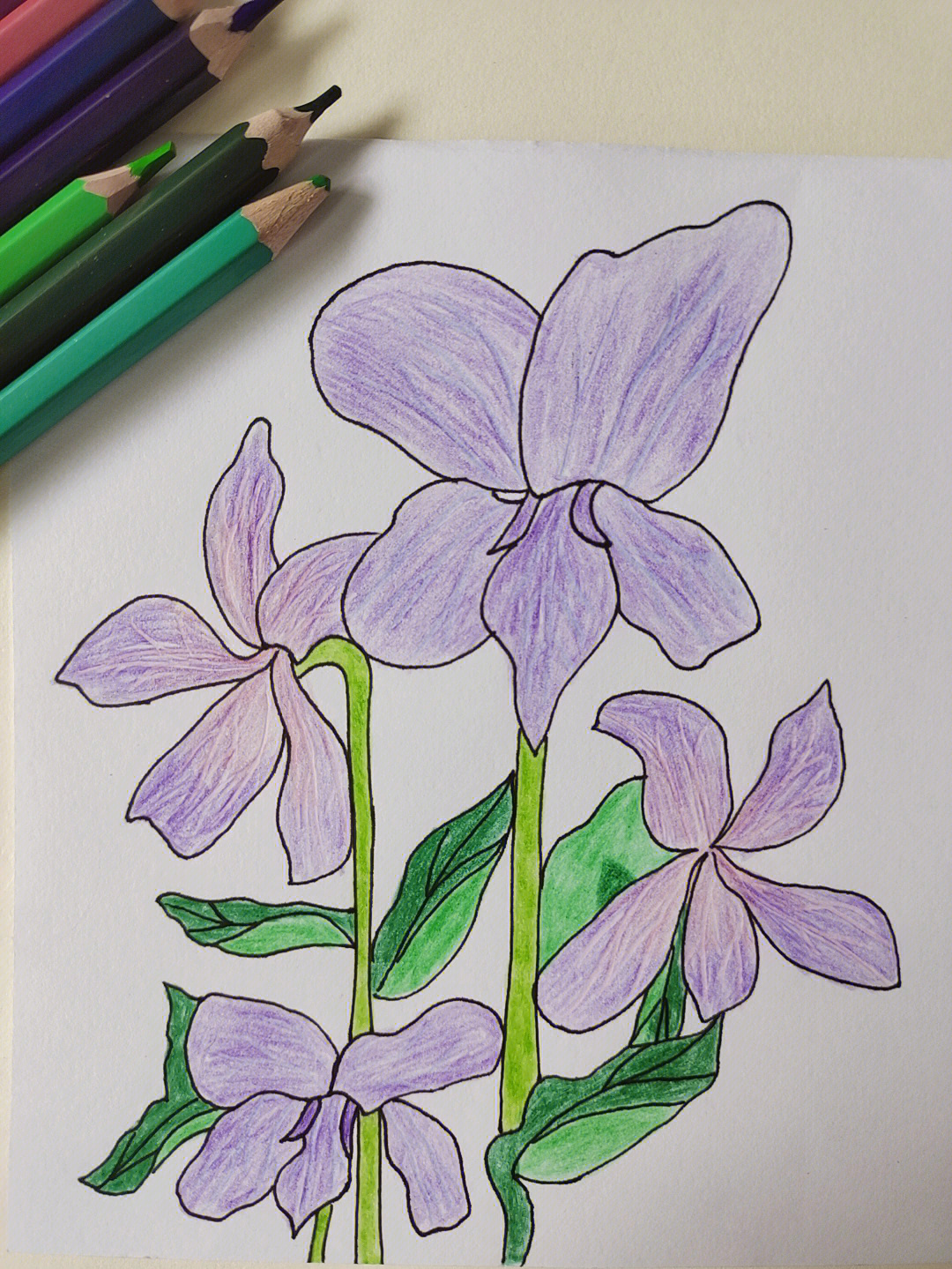 紫罗兰的简单画法图片