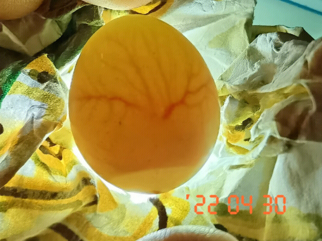 芦丁鸡12天照蛋图图片