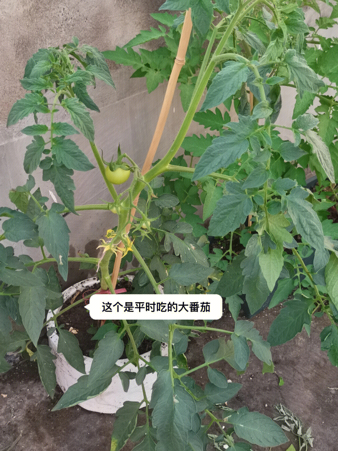 后面的是在pxx上买的种子老板说是瀑布番茄,明天给它们重新插点枝条