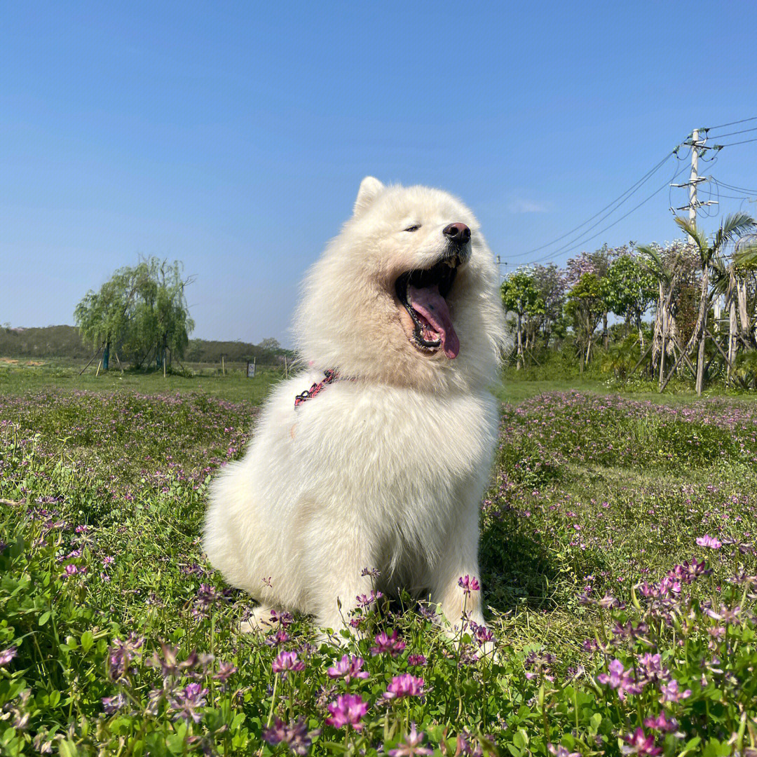 萨摩耶阳光草地可爱小狗