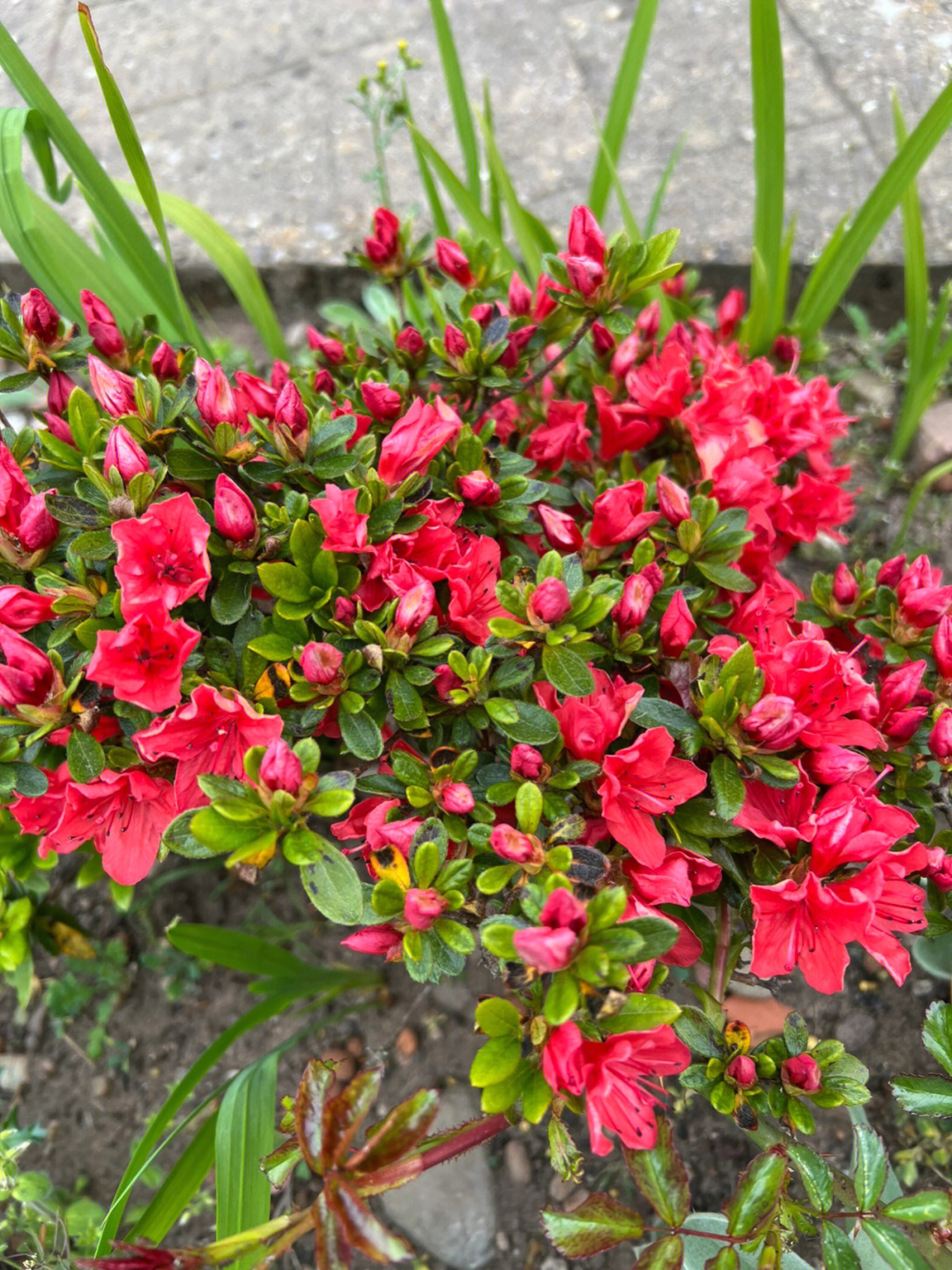 杜鹃花什么时候开花图片