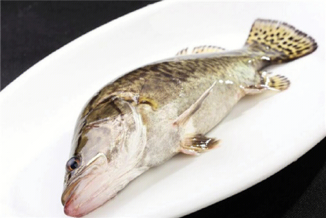 桂鱼的营养价值图片