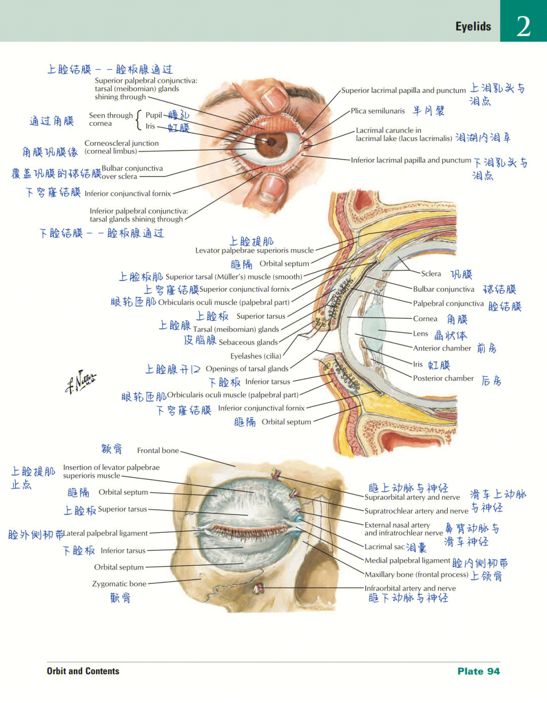 眼科学02眼眶及眼球解剖图