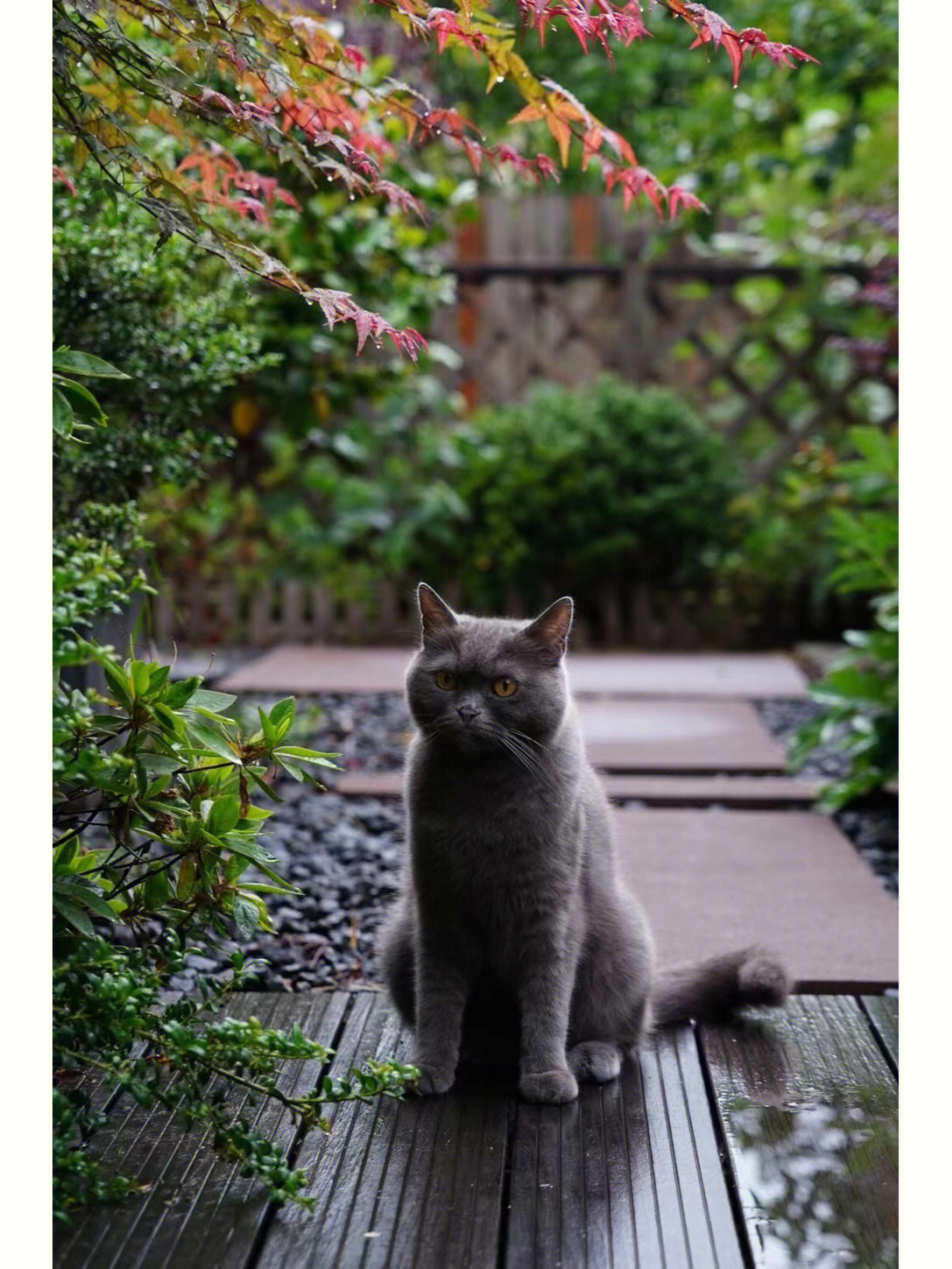 雨季庭院猫