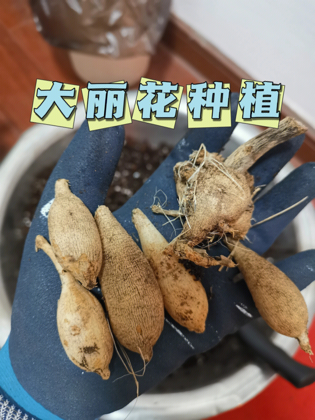 大丽花腿断了好几根还能发芽吗