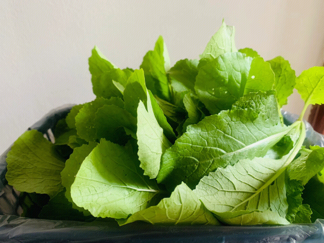 鸡毛菜俗称是什么菜图片