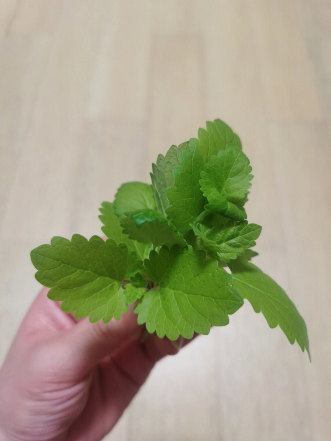 不能食用的薄荷图片图片