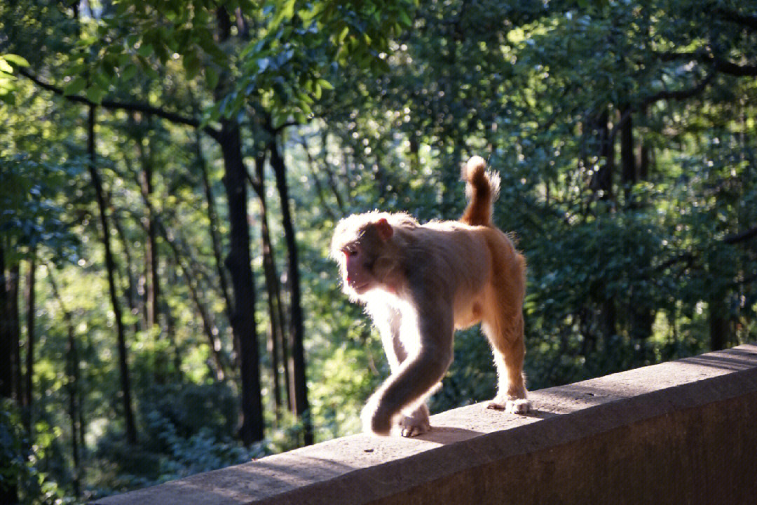 西双版纳猴山图片