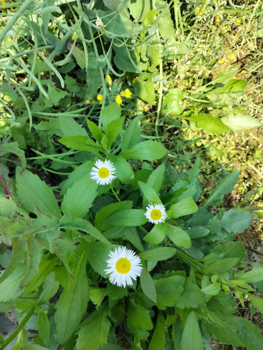 苔花彩铅画图片