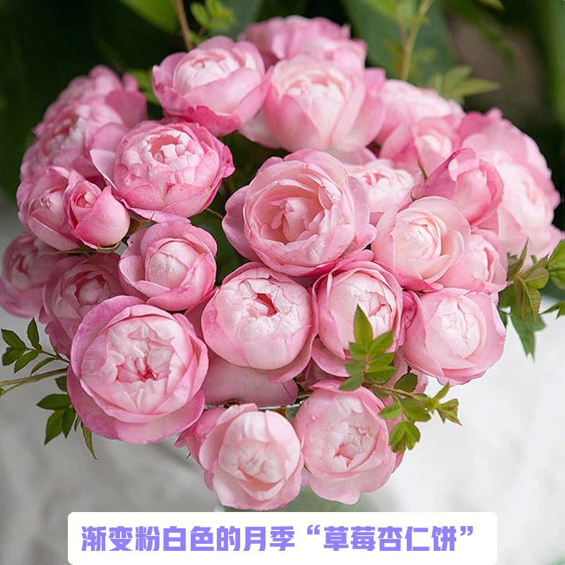 95草莓杏仁饼是来自日本的一款月季品种,它的花朵是非常可爱的小