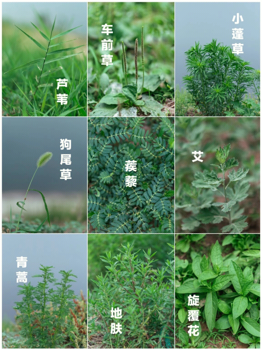 野生草本植物百科图片图片