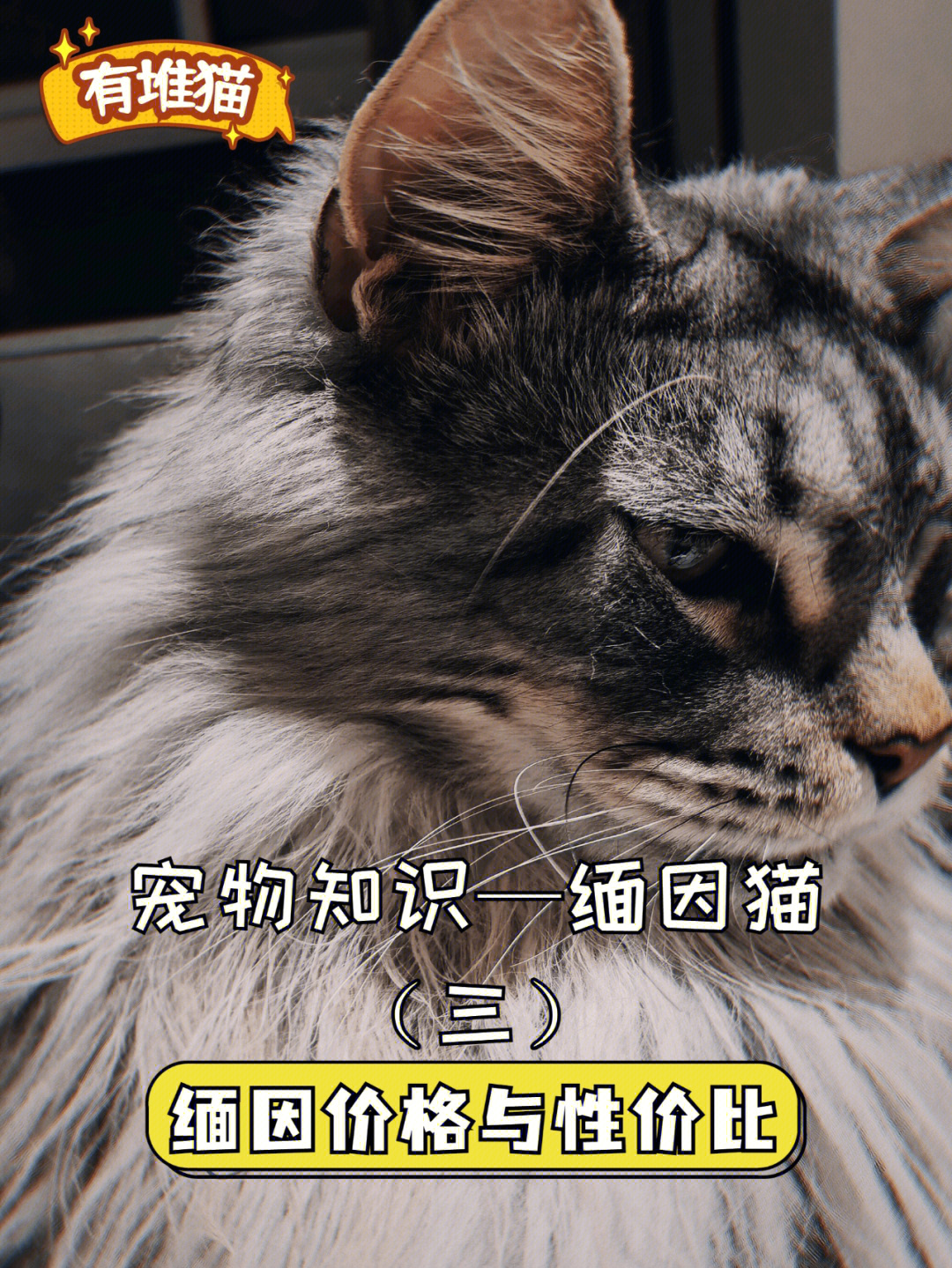 缅因猫价格 价钱图片