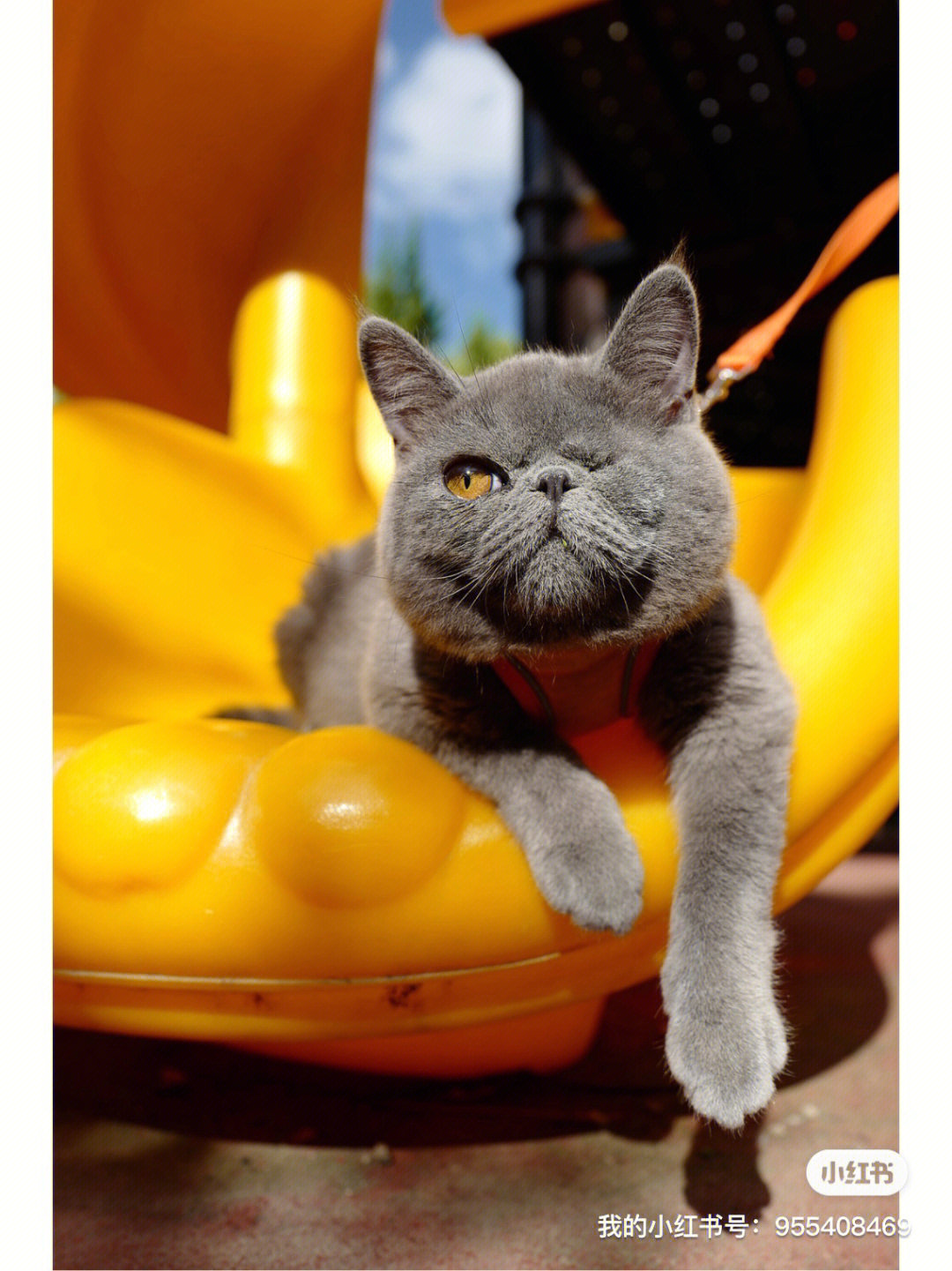 加菲猫和蓝猫杂交照片图片