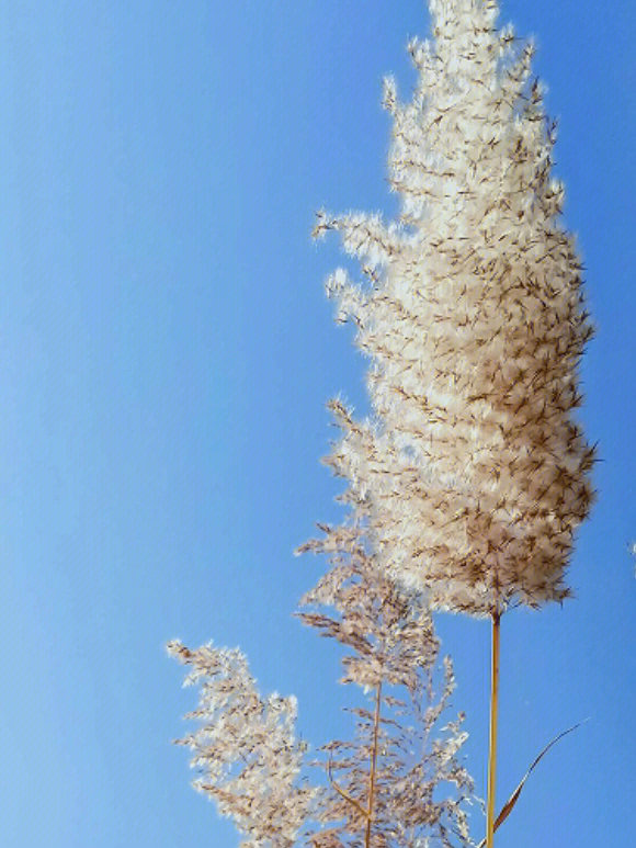 芦花千里雪漫漫—最美芦花诗词芦花,古称葭菼,蒹葭,诗经中"蒹葭苍苍