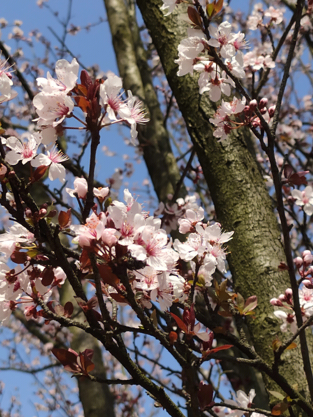 李子花花萼特点图片