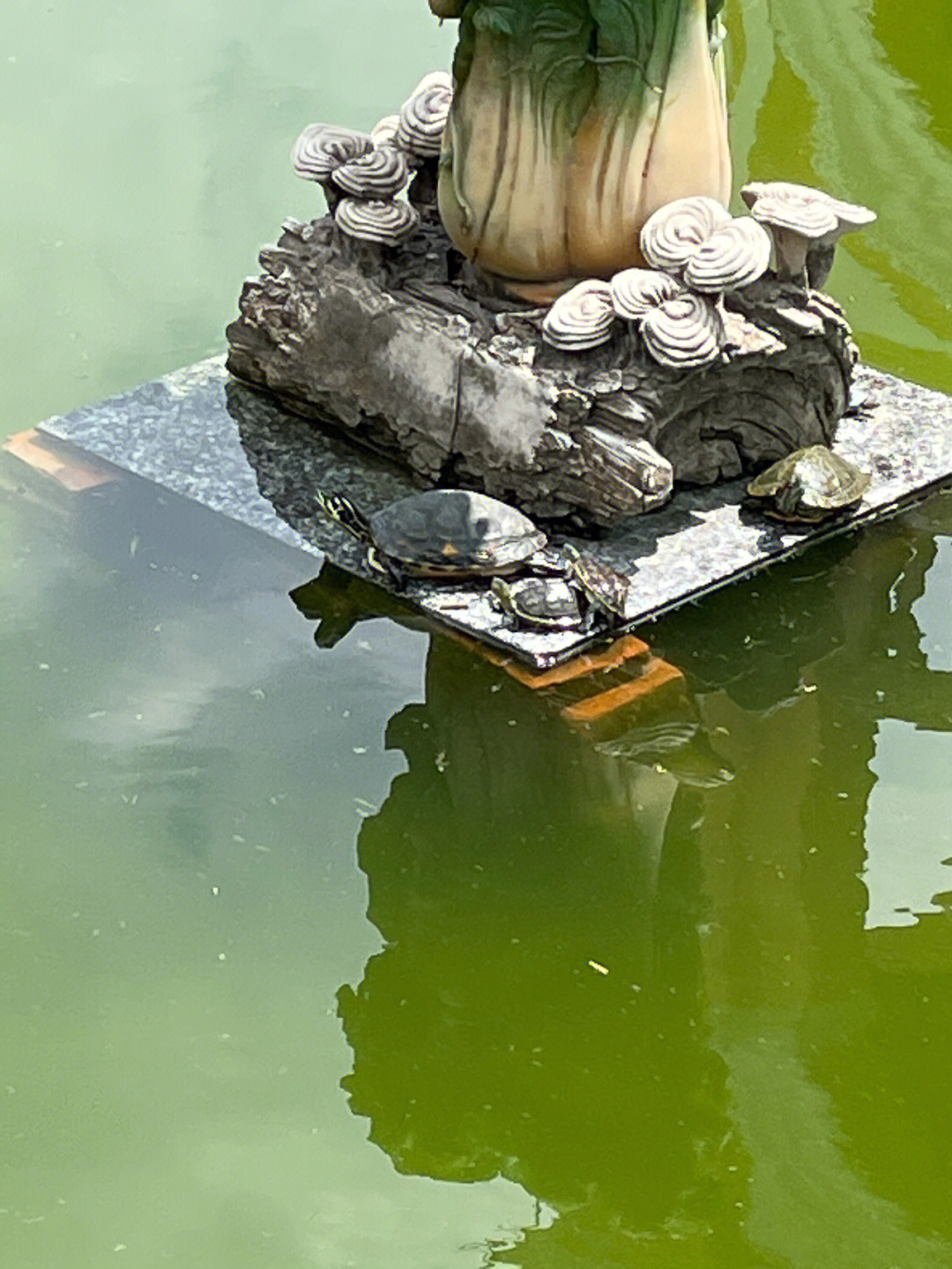 松江放生池图片