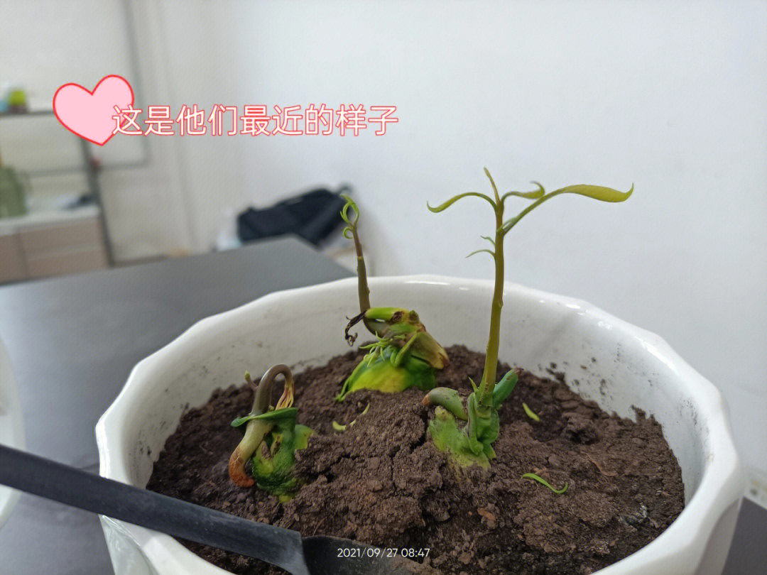 芒果苗的生长过程图片