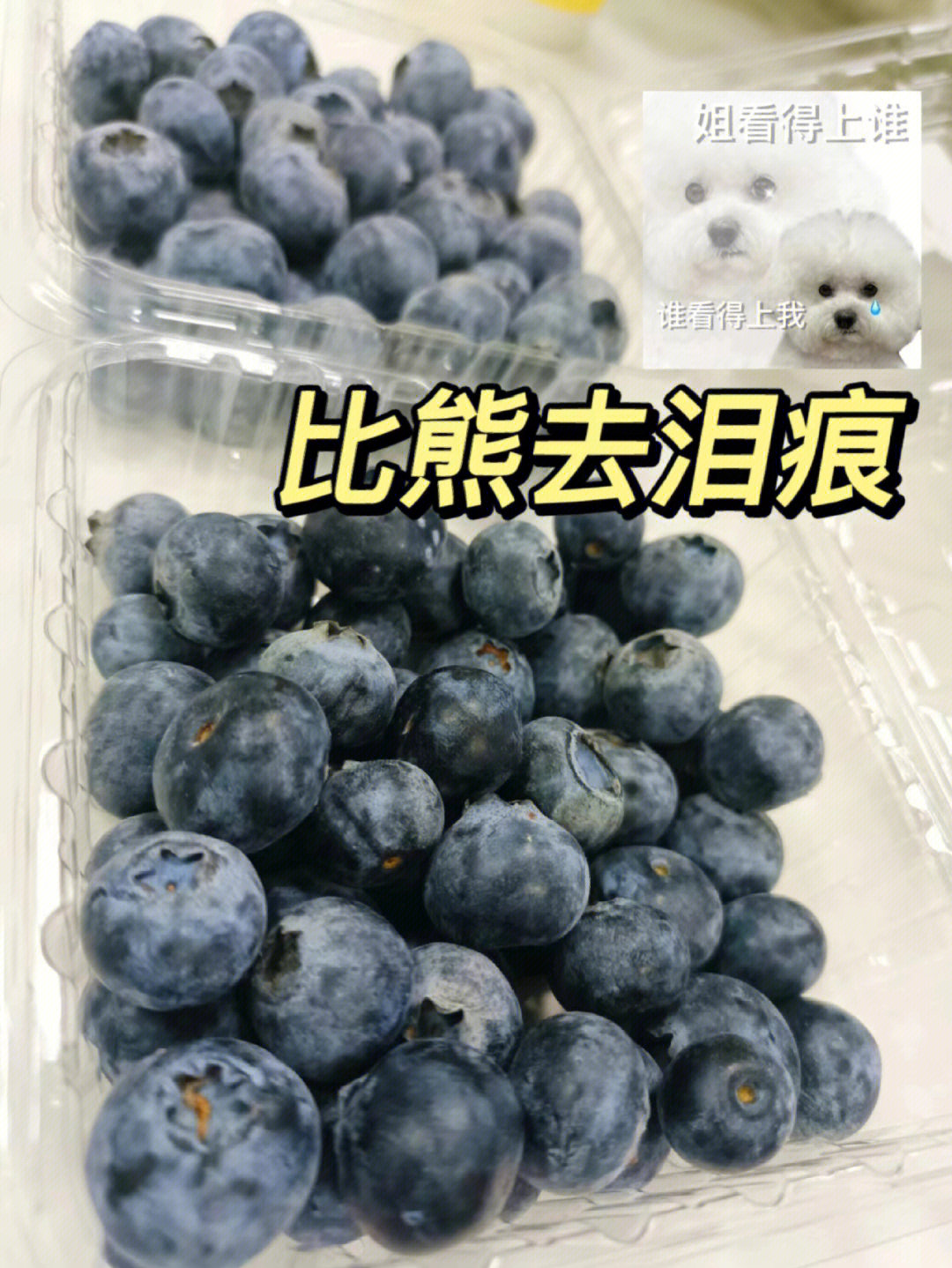 宠物医生都说吃蓝莓对眼睛好,里面富含花青素94可以抗氧化,明目亮眼