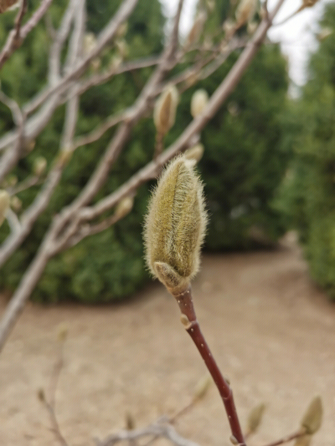 迎春花的生长记录图片