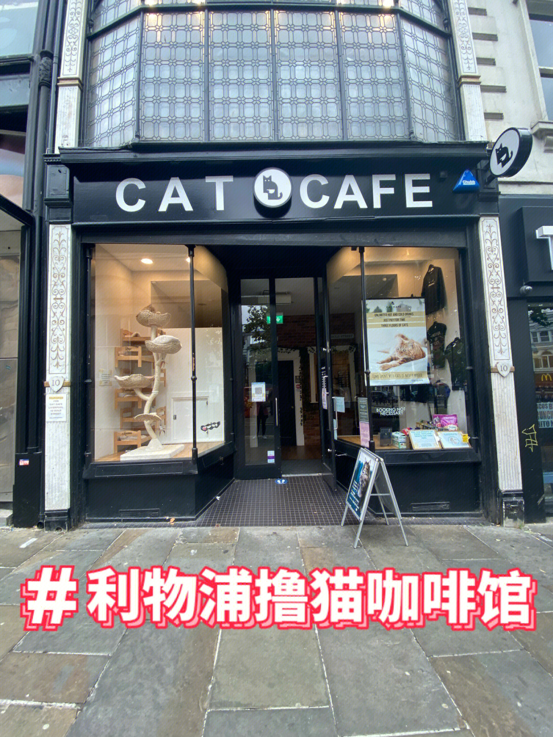 利物浦探店偶遇可爱撸猫咖啡馆catcafe