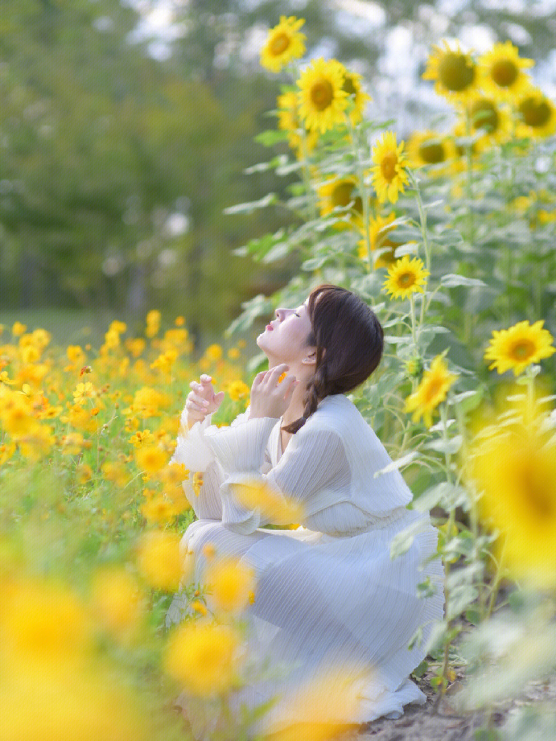 向日葵拍照