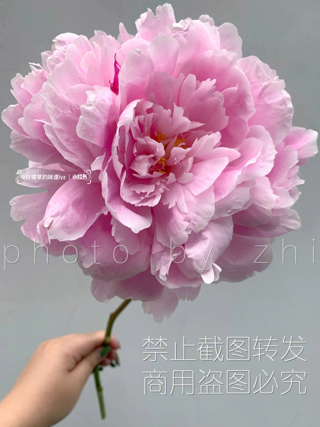 北京芍药莎拉贝恩伯恩哈特sarahbernhardt