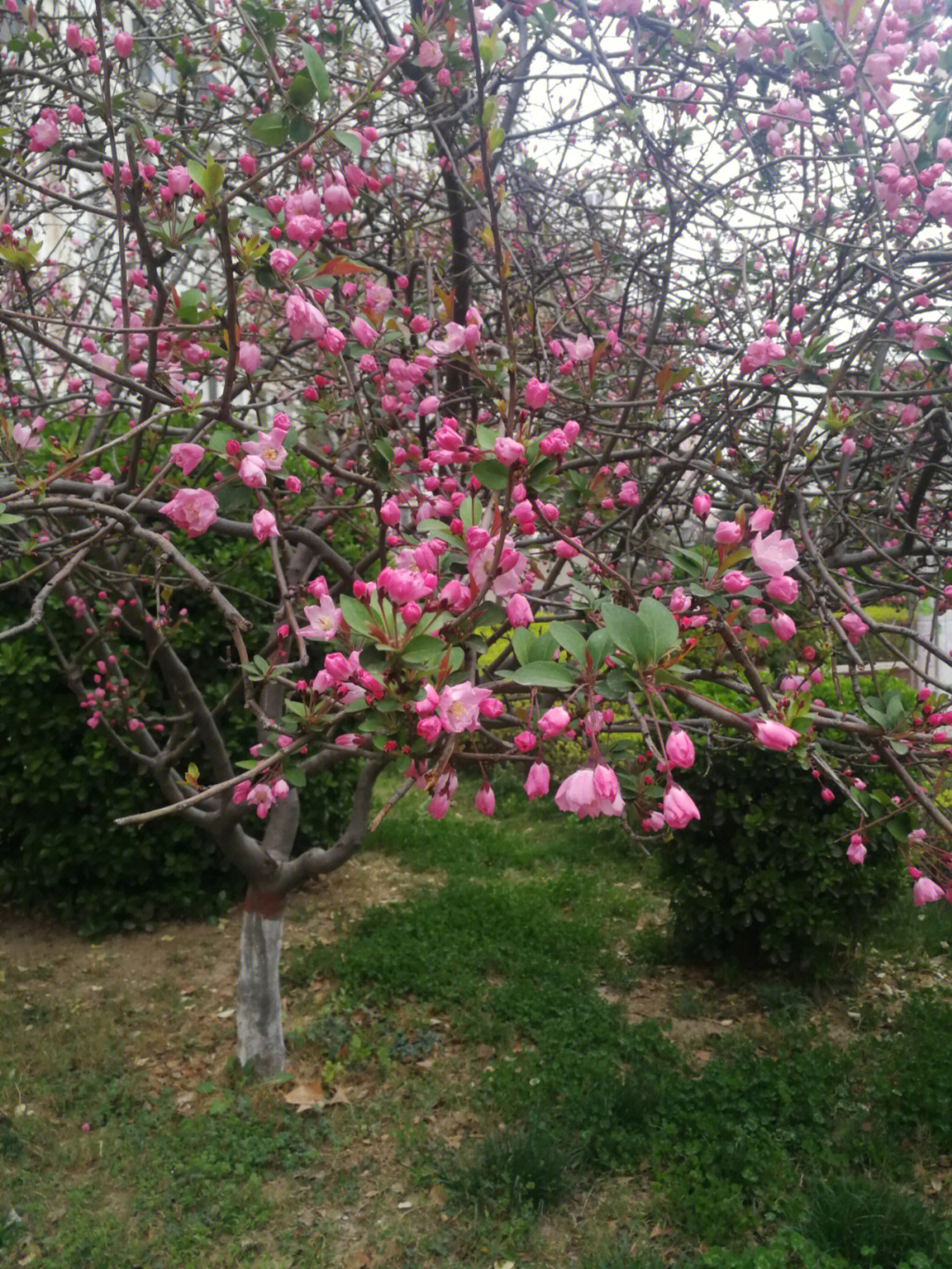 春天来啦,风一刮,树上的花含苞待放,甚是好看