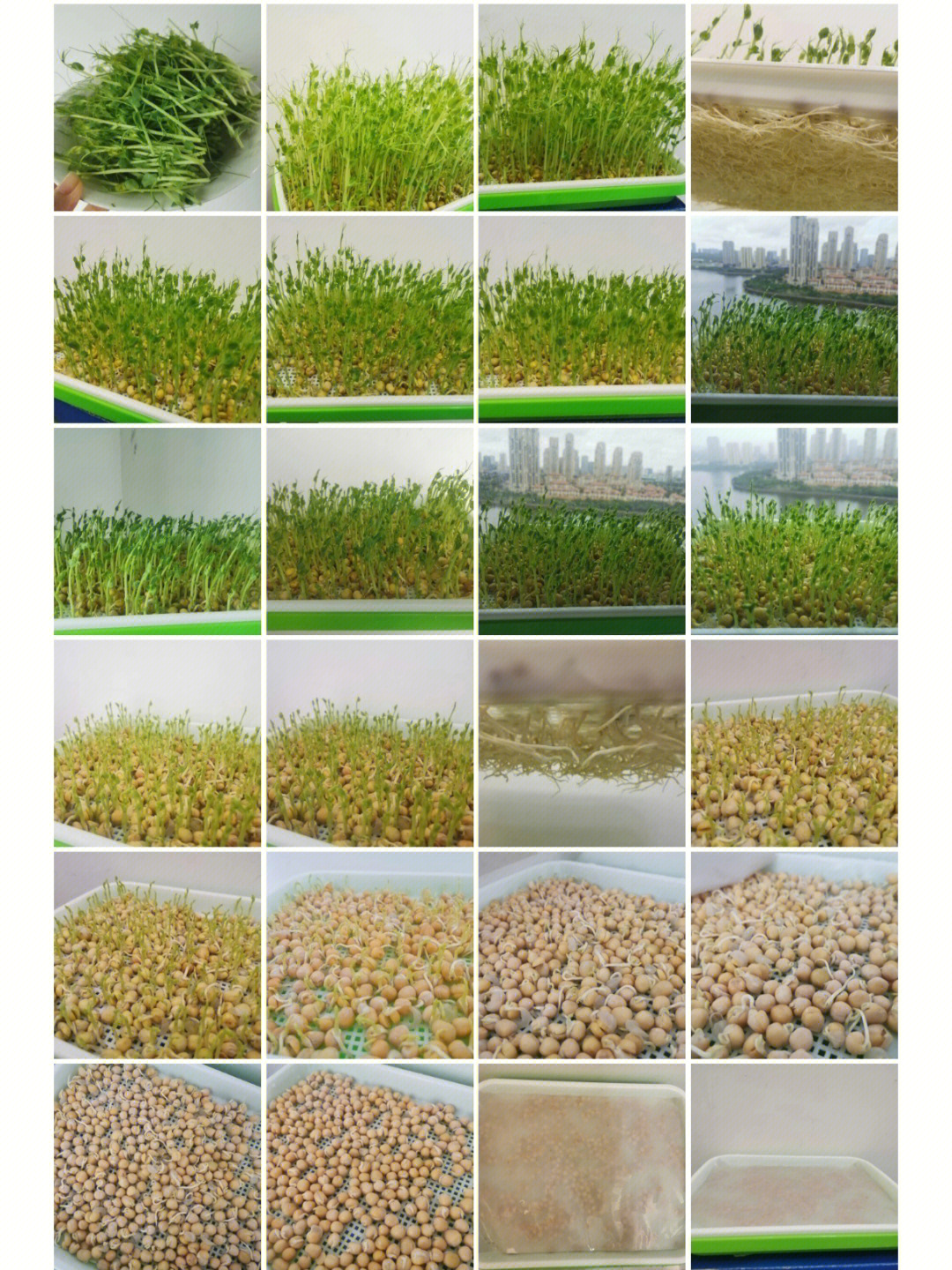 水培豆苗,十天一个周期,肉眼可见的成长