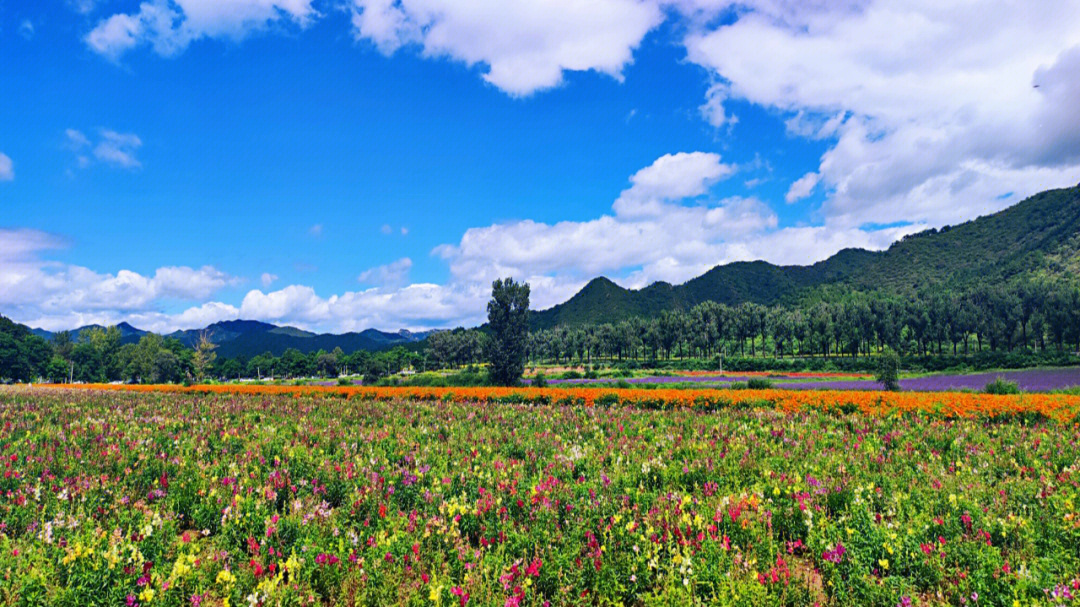 北京周边花海图片