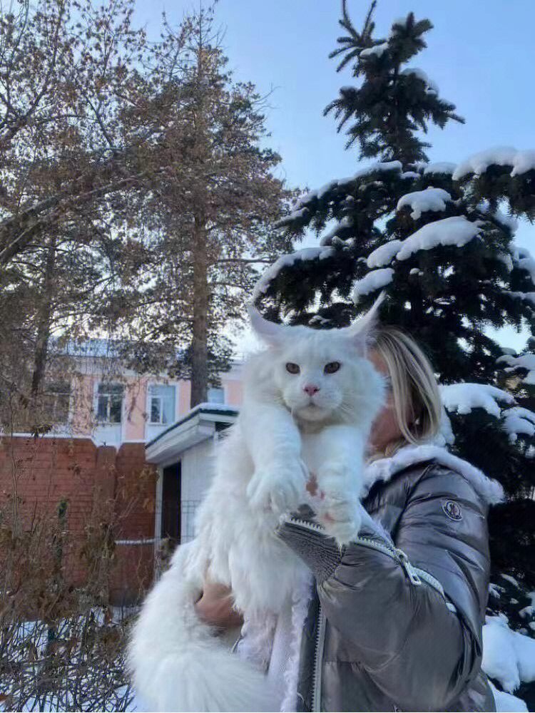 俄罗斯纯白色缅因猫