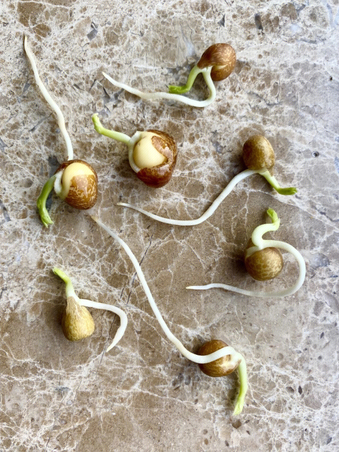 之前的种植,是在豌豆发芽后一颗颗插进孔里