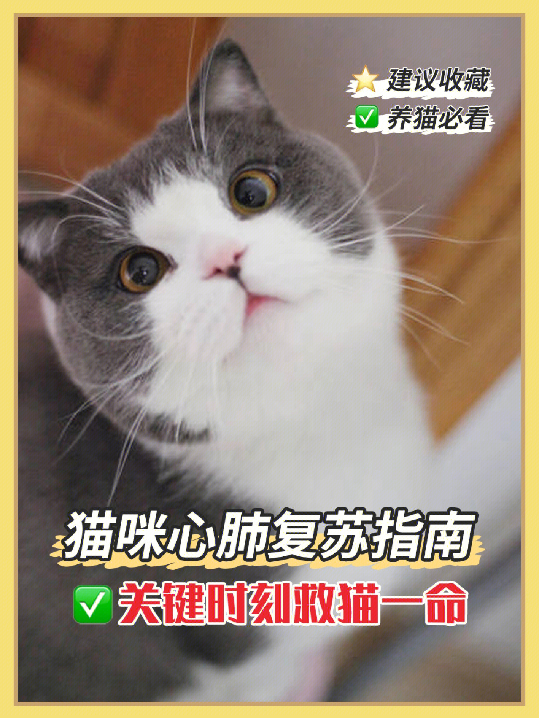 猫心脏在哪里图解图片