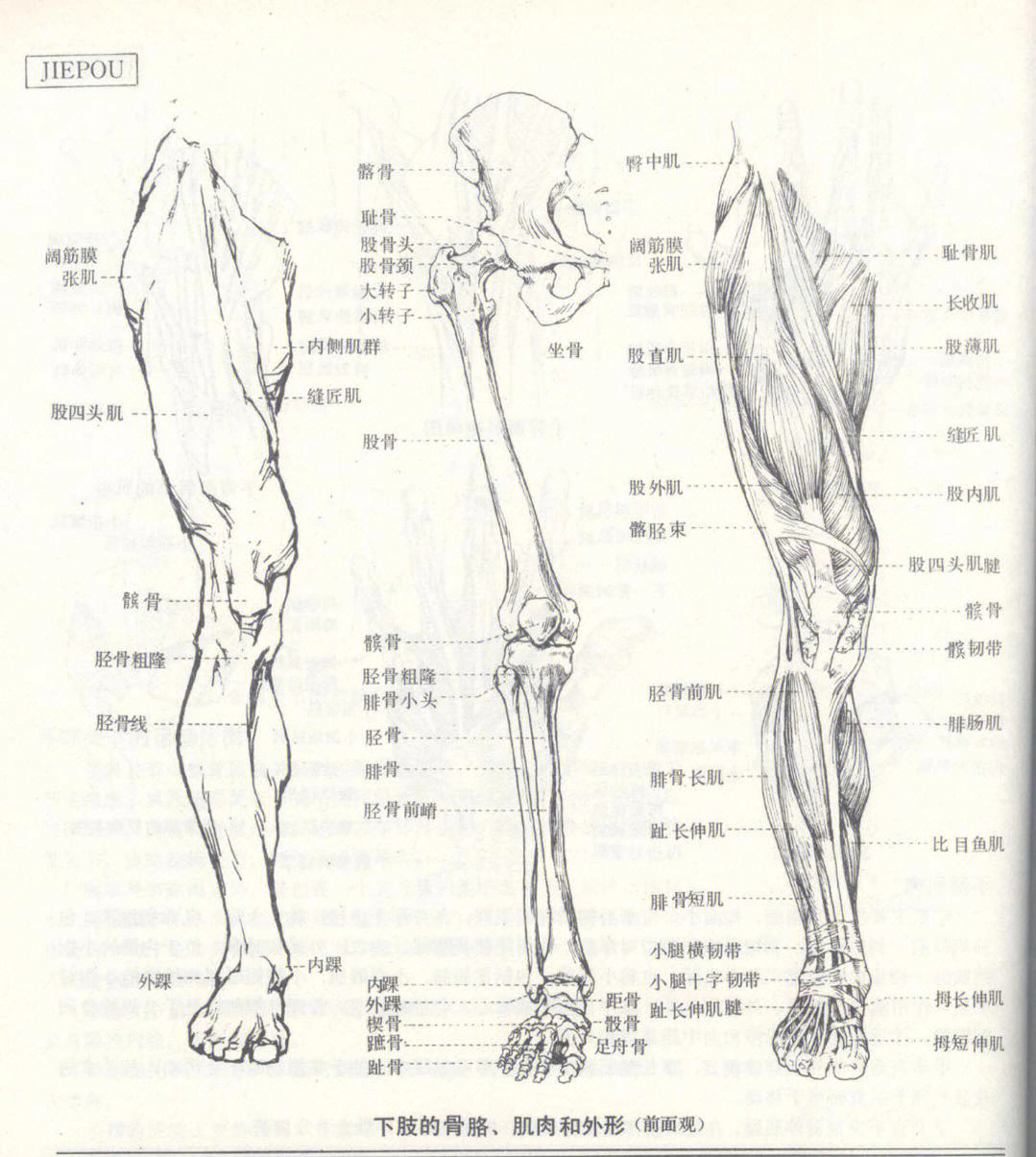 人体速写腿部骨骼肌肉77特征体块细节分析