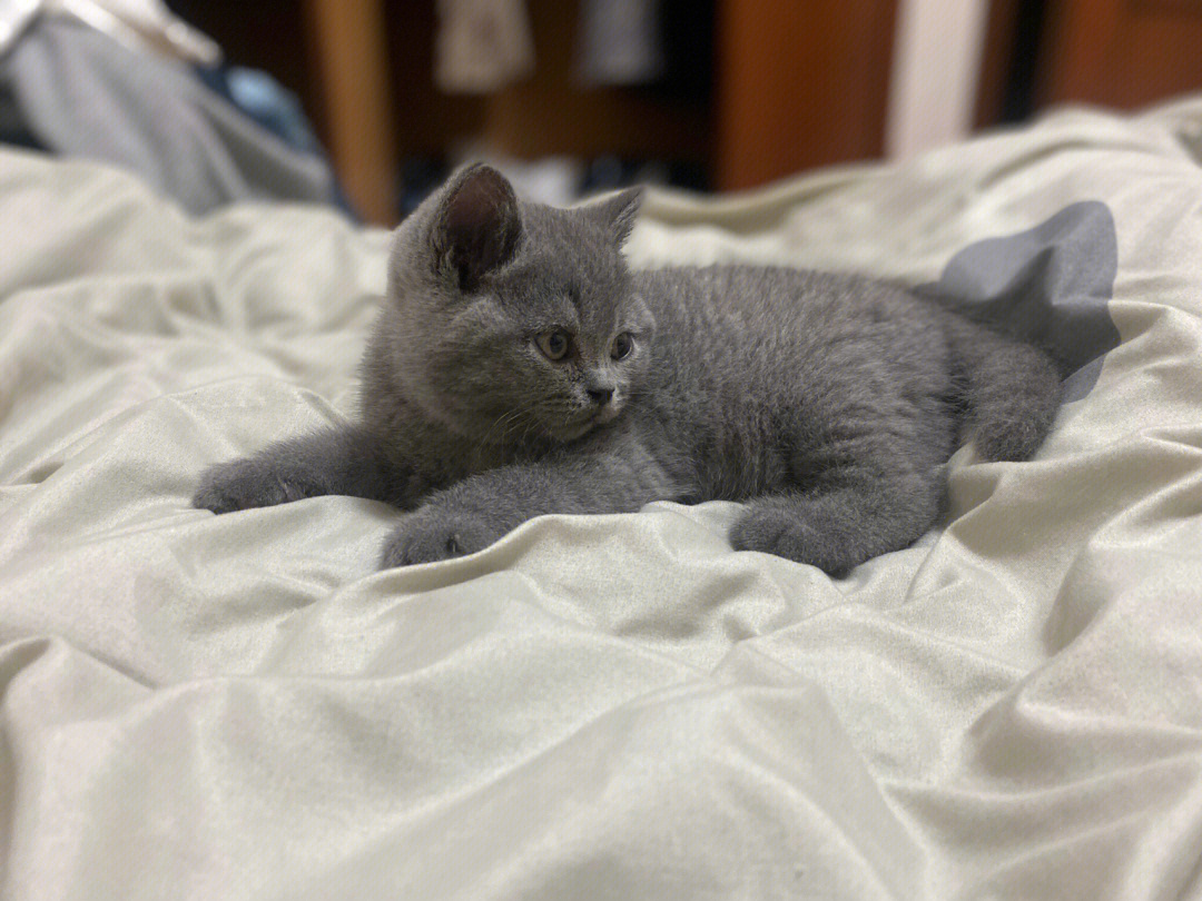 蓝猫#英短蓝猫请问友友们两个月大的奶猫老是在床上尿怎么办,我