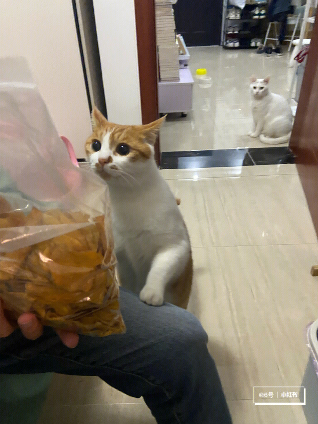 网红小馋猫照片图片