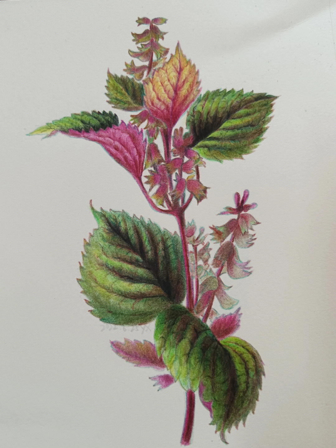 紫苏 植物图片简笔画图片