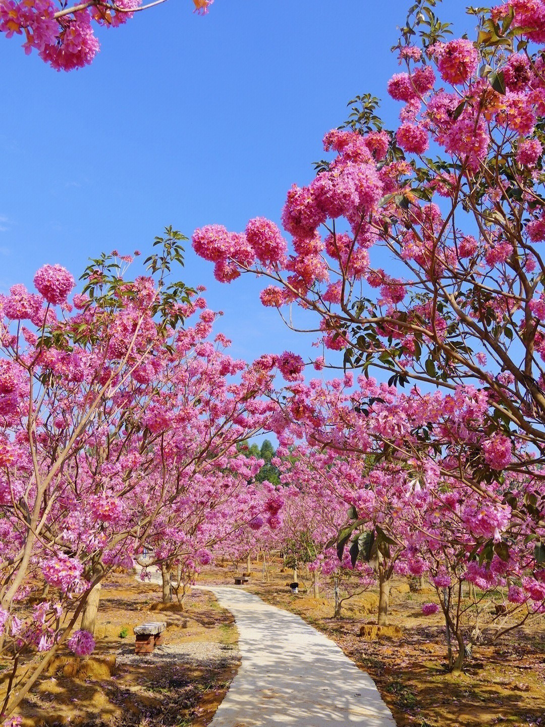 新会紫风铃花地址图片