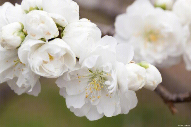 白色桃花花语图片
