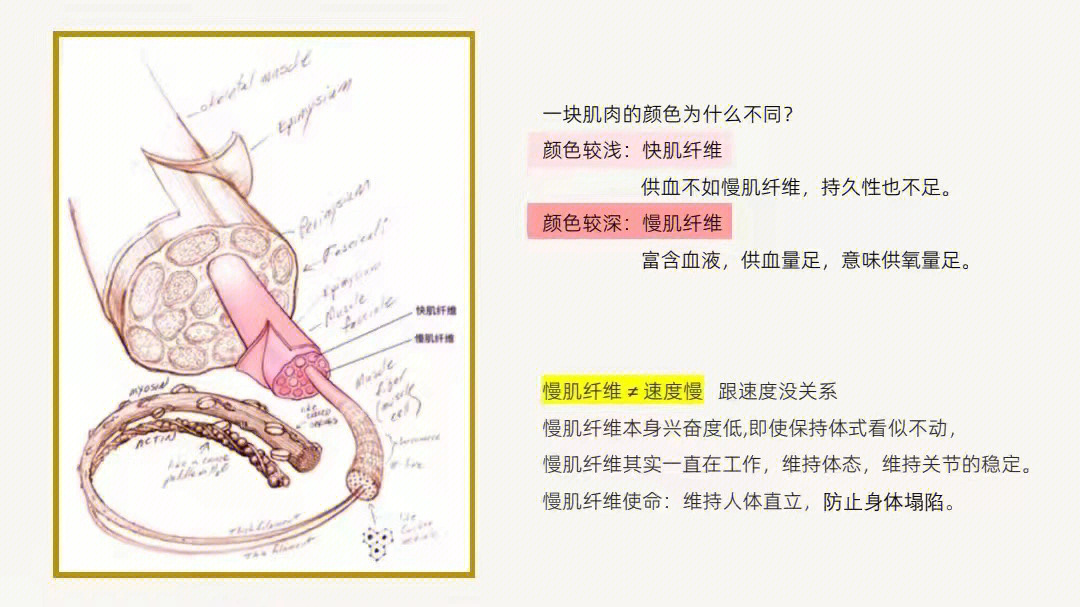 解剖知识快肌纤维慢肌纤维