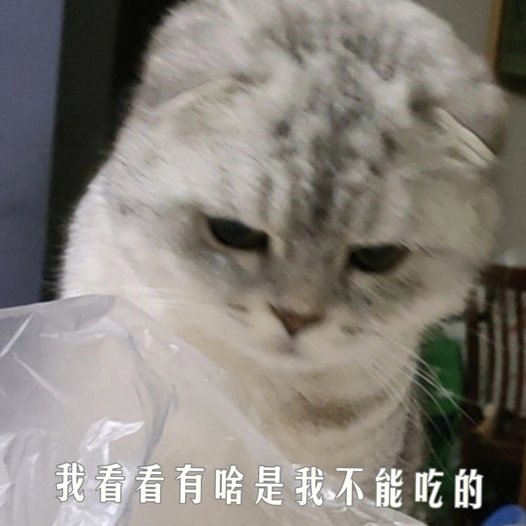 猫咪敷衍表情包图片