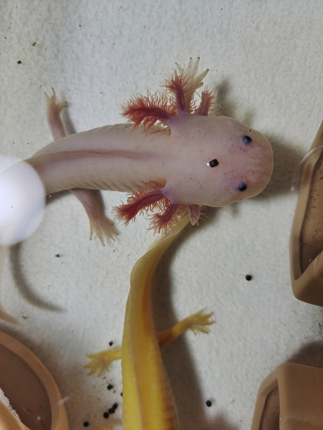 六角龙鱼怀孕的样子图片
