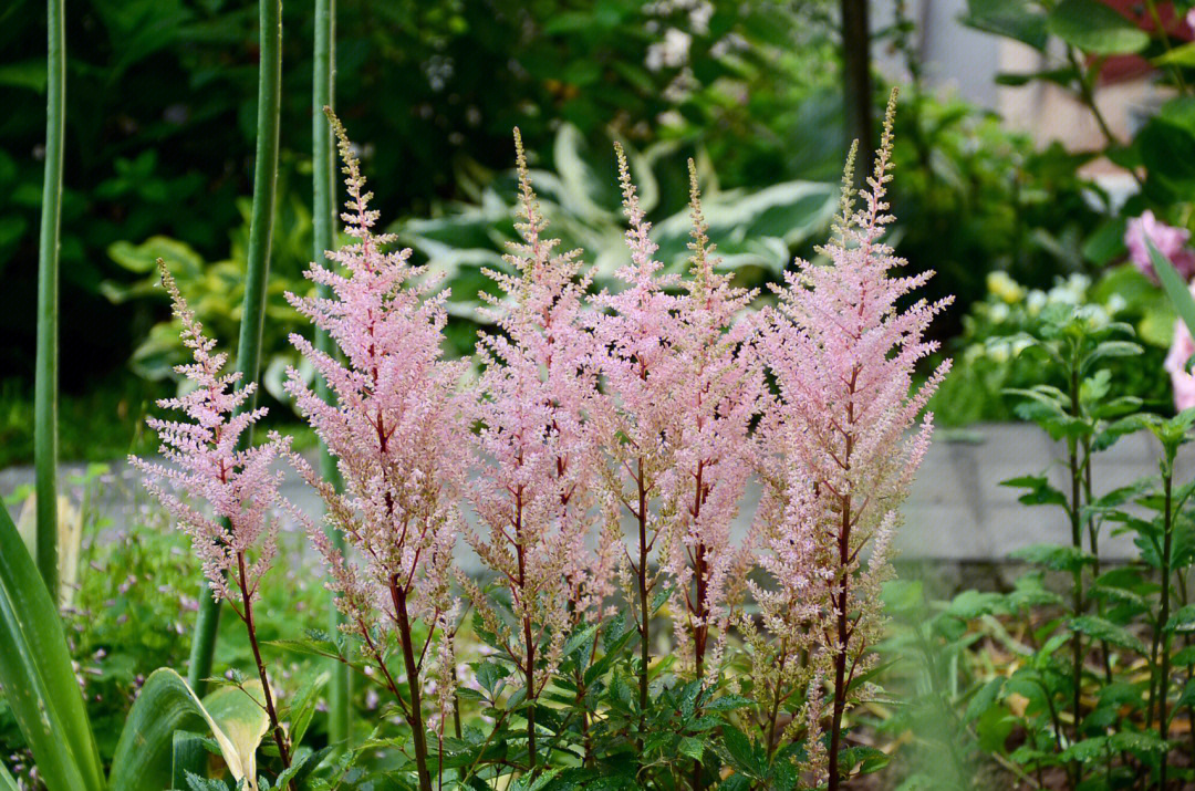 络新妇花语图片