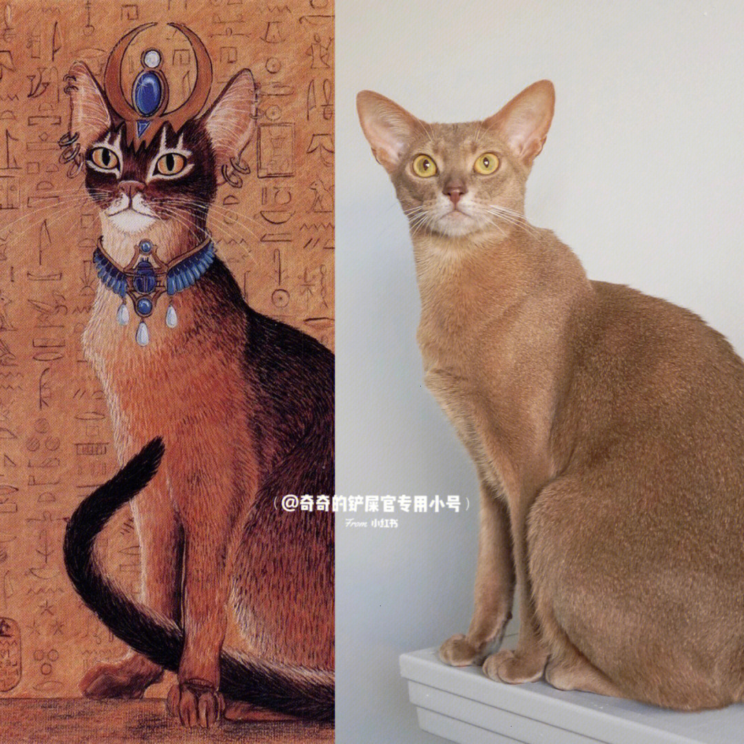 埃及猫肚子鼓鼓的图片