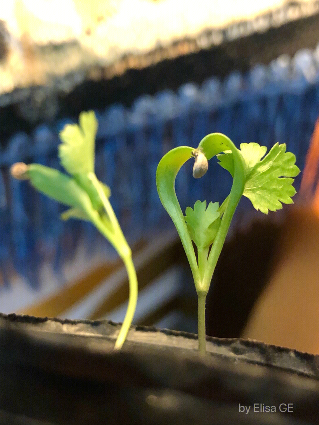 从种子到幼苗种香菜记录