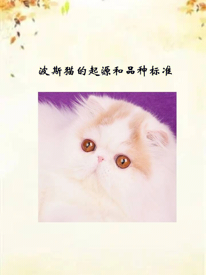 波斯猫的起源与品种标准