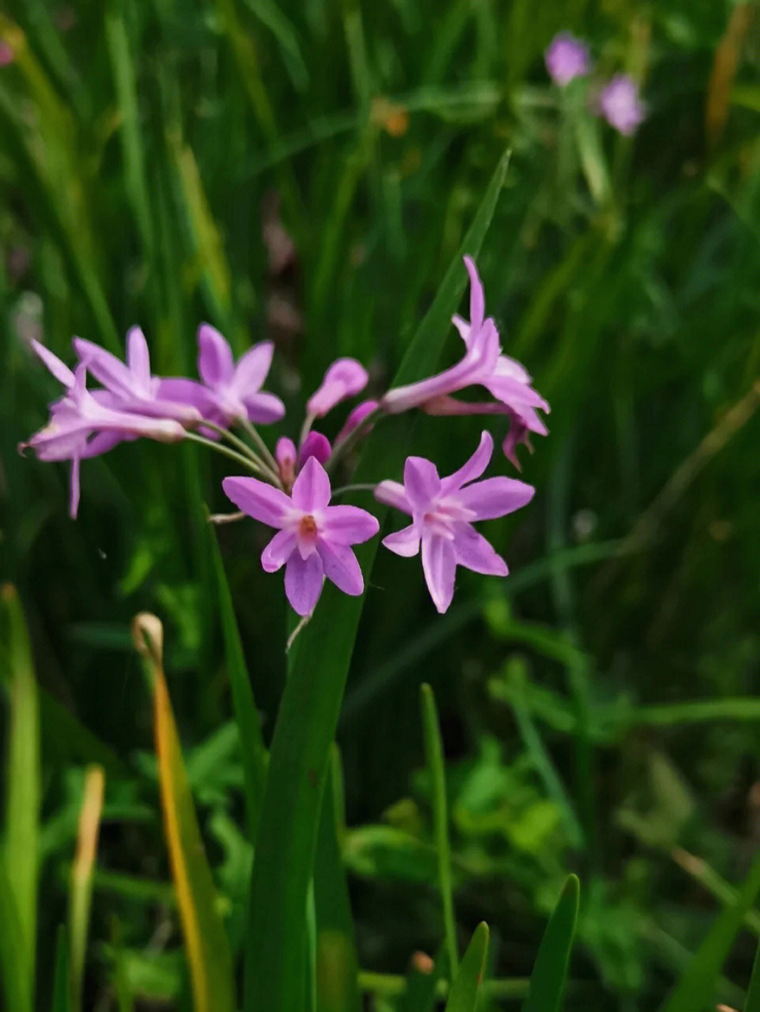 紫娇花