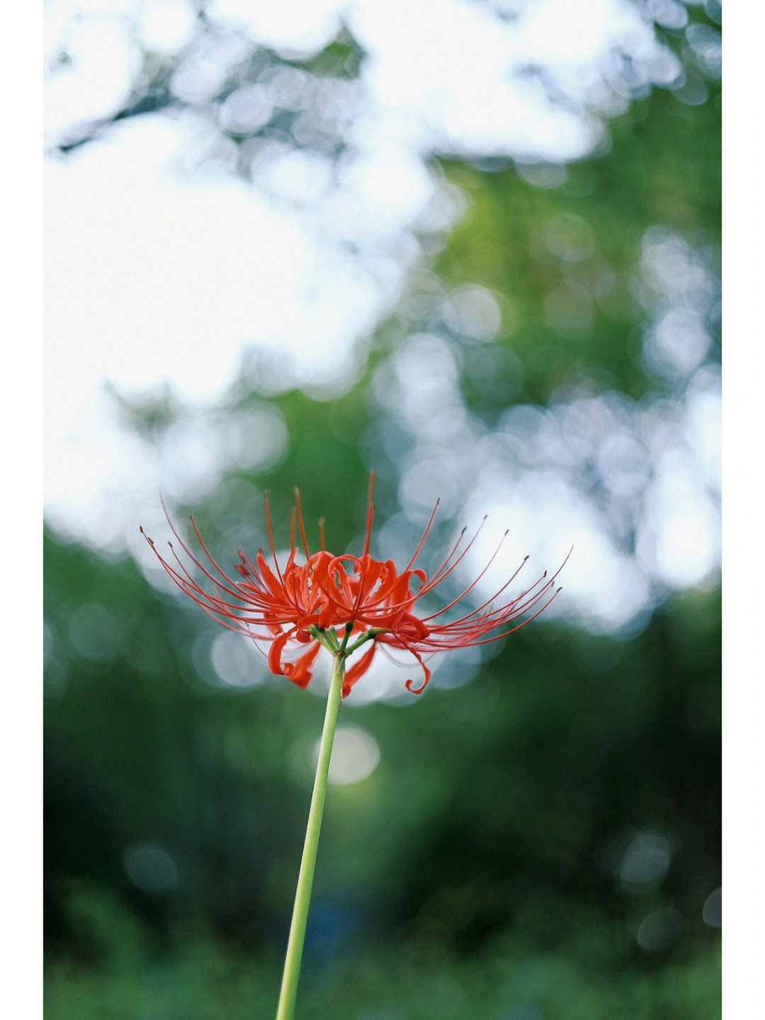 红花石蒜别称彼岸花幽灵花忘川