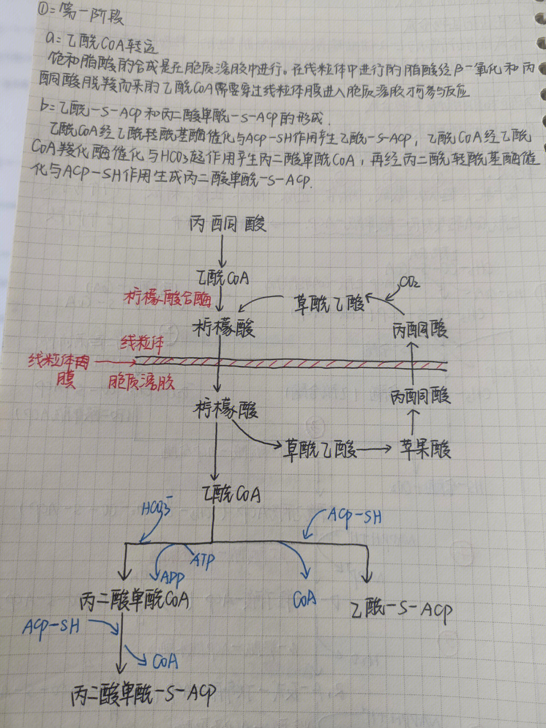 软脂酸合成过程图片