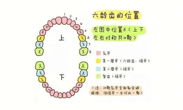 六龄齿会换吗图片