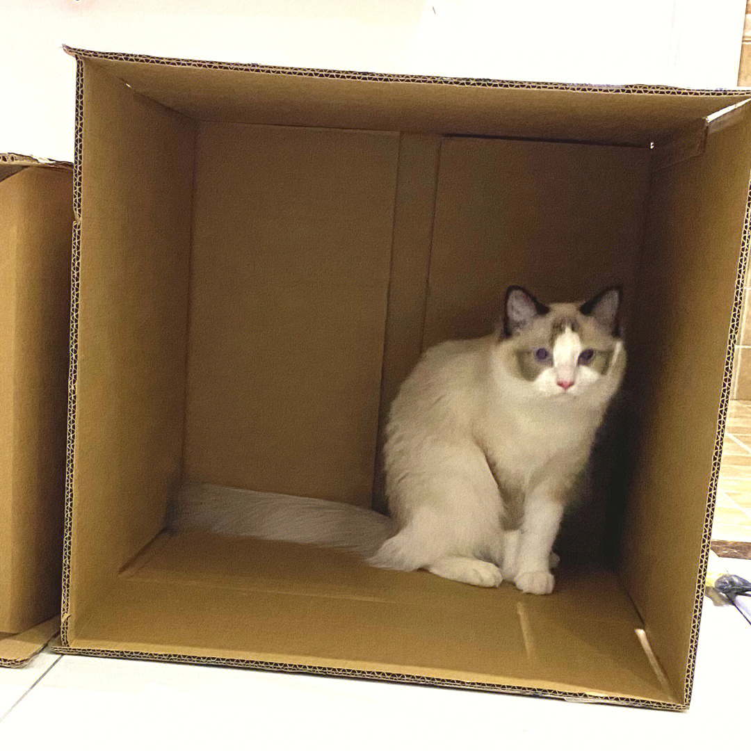 用纸箱做猫咪产房图解图片